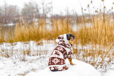 chihuahua-dog-winter-clothes-chihuahua-dog-winter-overalls-dogs
